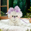 小狗3-1 Собачка Бишон из пушистых синельных стеблей с фиолетовым бантом ест вкусный леденец на палочке